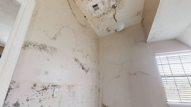 Environmental Consulting for Mold Prevention in Spring City, UT