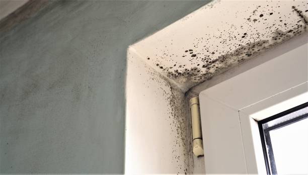 Mold Odor Removal Services